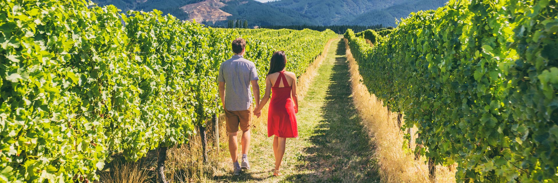 Couple holding hands and strolling between the rows of vines at a vineyard.